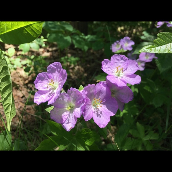 lepetitpauvre